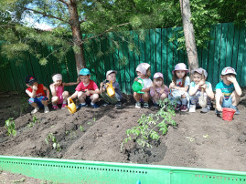 Посадили огород, посмотрите, что растет! Посадили огород, посмотрите, что растет!.